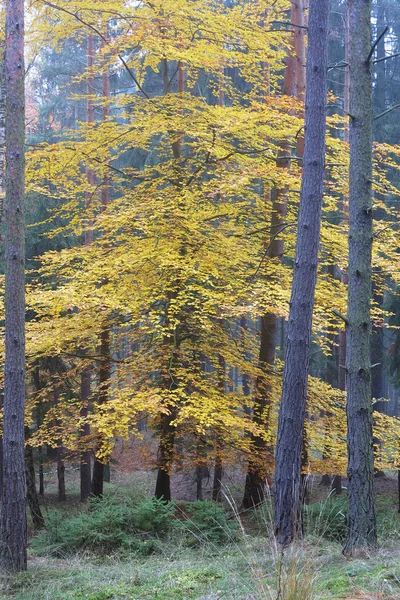 Albero deciduo nella foresta di abeti rossi in autunno — Foto Stock