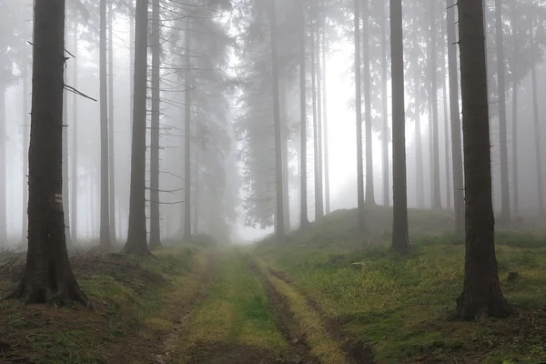 Bosque de coníferas de otoño en la niebla de la mañana — Foto de Stock