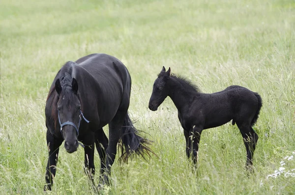 Mare avec poulain noir sur une prairie — Photo