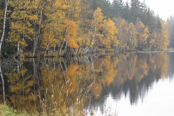 Hösten björkar på stranden av sjön — Stockfoto
