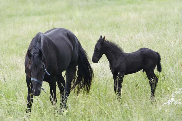 黑色母马与黑驹 — 图库照片