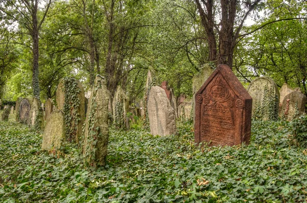 Старое еврейское кладбище — стоковое фото