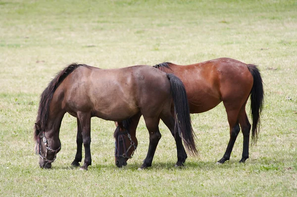 Cavalli al pascolo — Foto Stock