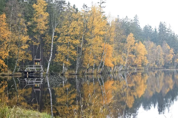 Дерева на березі озера восени — стокове фото