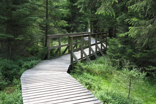 Naturstigen i ett naturreservat Kladska — Stockfoto