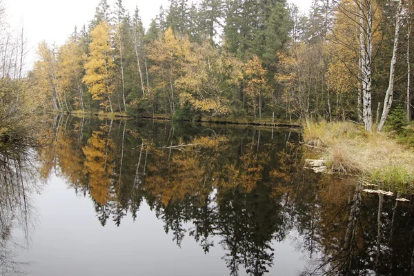 Hösten skogen på sjön — Stockfoto