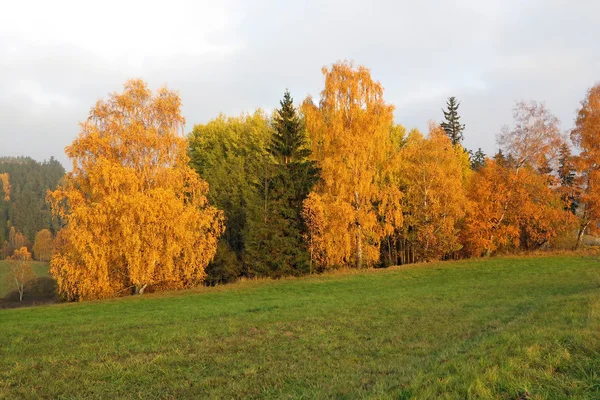 Барвиста осінь - дерева восени — стокове фото