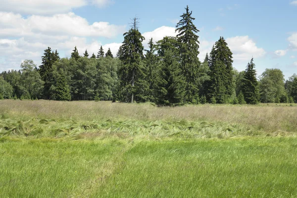 Naturliga bevara Kladska peats — Stockfoto