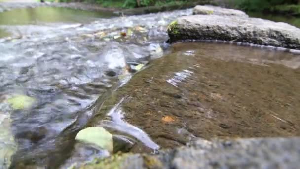 Hojas en el agua — Vídeos de Stock