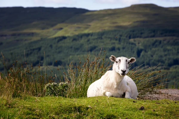 緑の土手に羊 — ストック写真