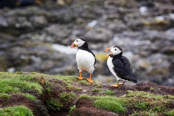 Pair of puffins on cliffs — Stock Photo, Image
