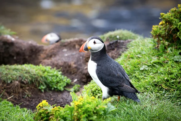 Beautiful puffin on cliffs — Stock Photo, Image