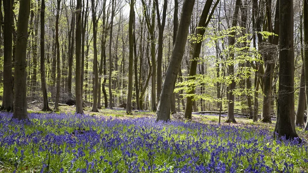 Birleşik Krallık'taki Bluebell ahşap — Stok fotoğraf