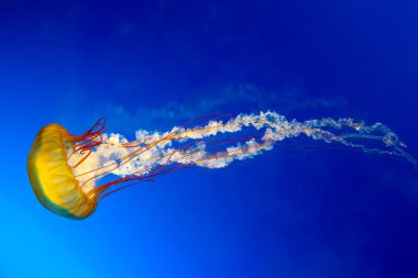 Japanese Sea Nettle jellyfish clipart