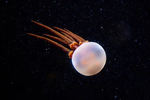 Méduses japonaises dans l'eau — Photo