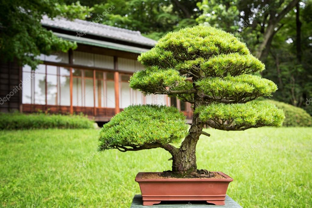 https://st2.depositphotos.com/1007358/11761/i/950/depositphotos_117611718-stock-photo-bonsai-tree-in-a-japanese.jpg