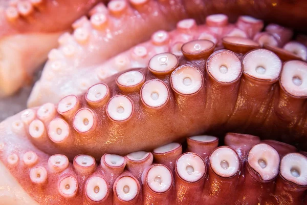Octopus detail at market — Stock Photo, Image