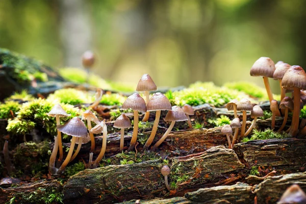 Mycena haematopus-Pilze — Stockfoto