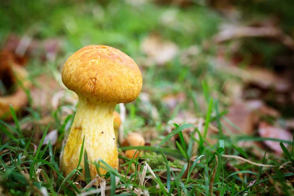 Bolette eller boletus svampar — Stockfoto