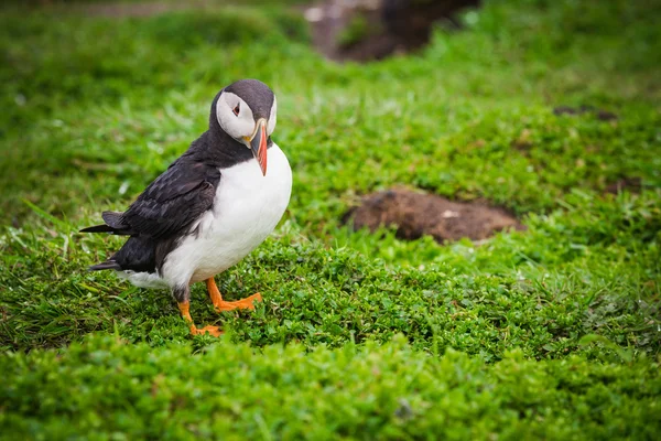 Puffin on the cliffs of Treshnish Isle — Stock Photo, Image