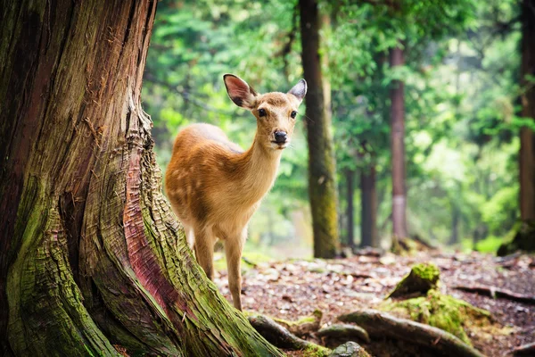 Genç sika geyik Nara Parkı — Stok fotoğraf