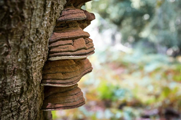 Bracket fungus on beech tree — Stock Photo, Image