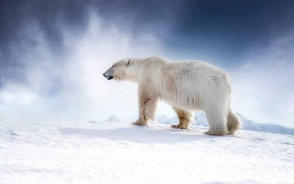 Hermoso Oso Polar Adulto Ursus Maritimus Caminando Por Nieve Svalbard — Foto de Stock