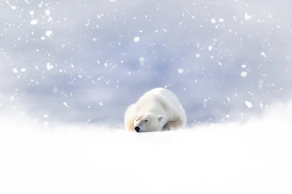 Fantasy Scene Polar Bear Resting Snow Snow Falling Soft Blue — Φωτογραφία Αρχείου