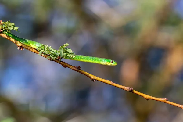 Serpente Verde Comune Non Velenoso Philothamnus Ramo Albero Sulle Rive — Foto Stock