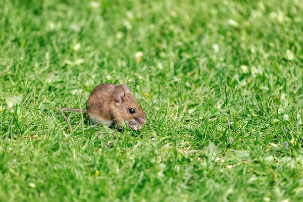 Opportunist Wood Mouse Apodemus Sylvaticus Scavenges Bird Seed Dropped Feeder — Stock Photo, Image