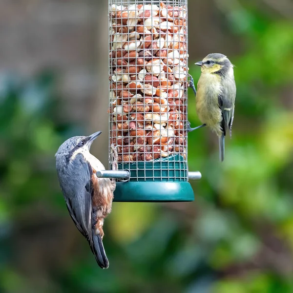 Wood Nuthatch Sitta Europaea Juvenile Blue Tit Cyanistes Caeruleus Feed —  Fotos de Stock