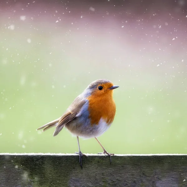 Robin Erithacus Rubecula Dans Neige Tombante Perché Sur Une Clôture — Photo