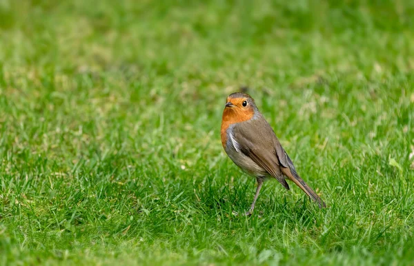 Erkek Yetişkin Robin Erithacus Rubecula Yeşil Çim Arka Planda Metin — Stok fotoğraf