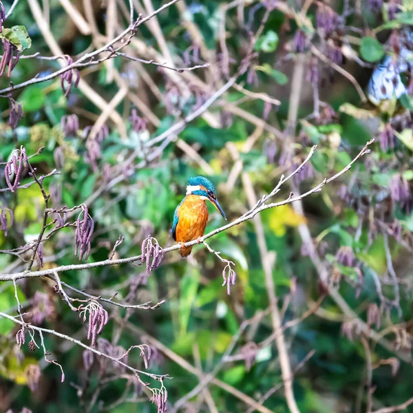 Pescatrice Adulta Alcedo Atthis Appollaiata Ramo Vicino Fiume Nell Hampshire — Foto Stock