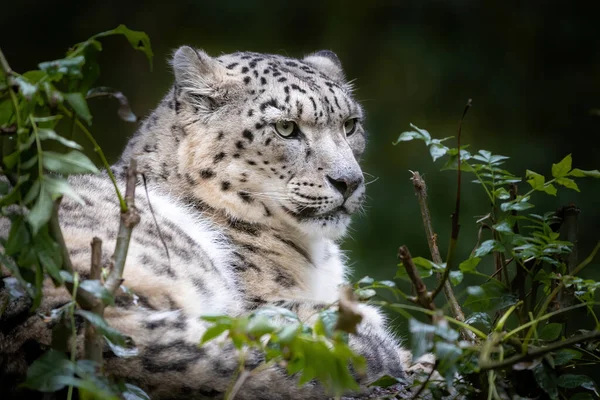 Leopardo Nieve Adulto Agachado Panthera Uncia Con Fondo Hábitat Follaje — Foto de Stock