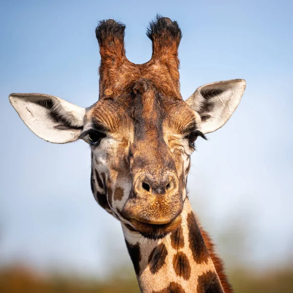 Giraffa Rothschild Giraffa Camelopardalis Rothschildi Sullo Sfondo Del Cielo Blu — Foto Stock