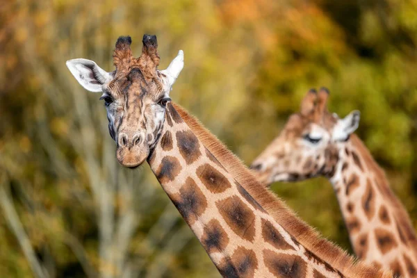 Два Жирафа Ротшильда Giraffa Camelopardalis Rothschildi Фоне Осенней Листвы Подвид — стоковое фото