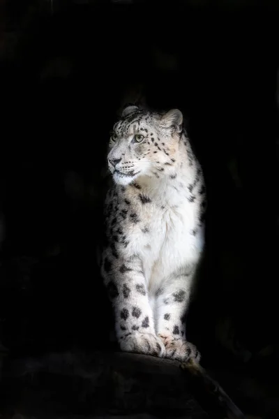 Yetişkin Kar Leoparı Panthera Uncia Uyarın Siyah Arka Planda Mesaj — Stok fotoğraf