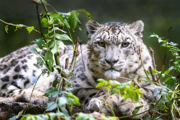 Leopardo Nieve Adulto Agachado Panthera Uncia Con Fondo Hábitat Follaje — Foto de Stock