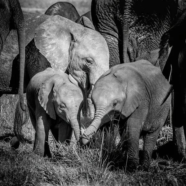非洲象的小腿 非洲象 在年长的牧群成员的保护下 肯尼亚安博塞利国家公园的一个家庭群体的黑人和白人形象 — 图库照片