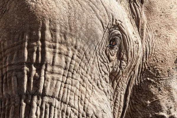 Éléphant Afrique Loxodonta Africana Fait Face Gros Plan Montrant Tronc — Photo