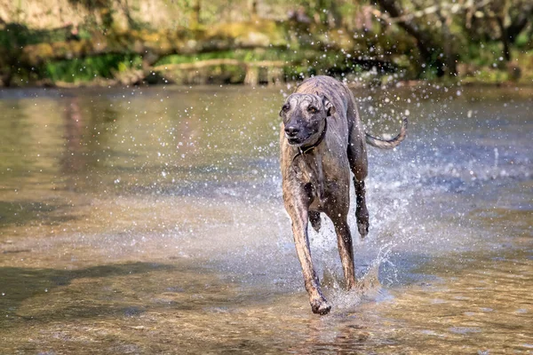 Adult Brindled Whippet Runs River English Rural Dorset Reino Unido — Fotografia de Stock