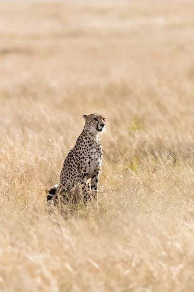 Beautiful Adult Cheetah Long Grass Masai Mara Kenya Early Morning — Stock Photo, Image