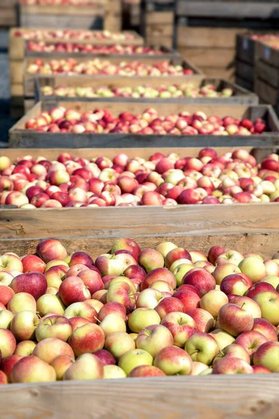 Pommes Fraîches Dans Des Caisses Dans Verger Province Québec Canada — Photo