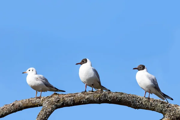 Drie Zwartkopmeeuwen Twee Fokvolwassenen Een Jonge Vis Een Boomtak Heldere — Stockfoto