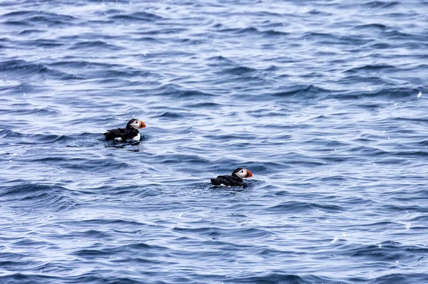 Een Paar Atlantische Papegaaiduikers Fratercula Arctica Dobberen Het Ijskoude Water — Stockfoto