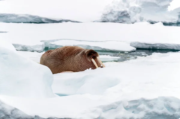 Single Adult Walrus Odobenus Rosmarus Rests Pack Ice Coast Svalbard — Stock Photo, Image