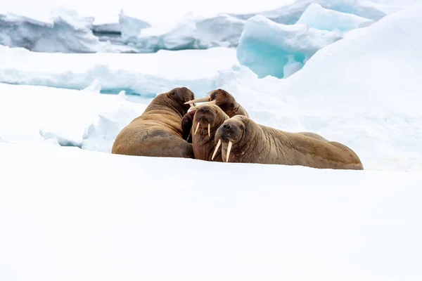 Brutto Trichechi Adulti Sul Ghiaccio Veloce Intorno Alle Svalbard Arcipelago — Foto Stock