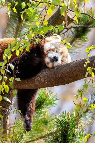 Adult Red Panda Ailurus Fulgens Sleeping Tree Endangered Species Native — Stock Photo, Image