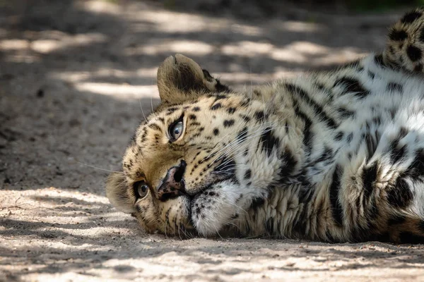 Volwassen Amur Luipaard Panthera Pardus Orientalis Rust Gedoofd Zonlicht Een — Stockfoto